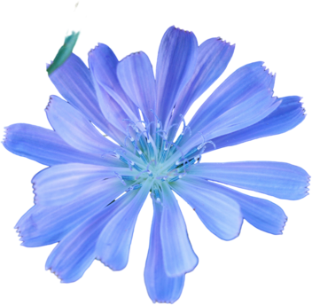 Inulin chicory