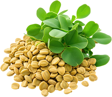 Fenugreek